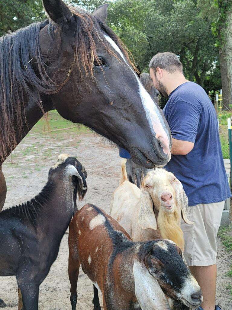 Man with horse and goats