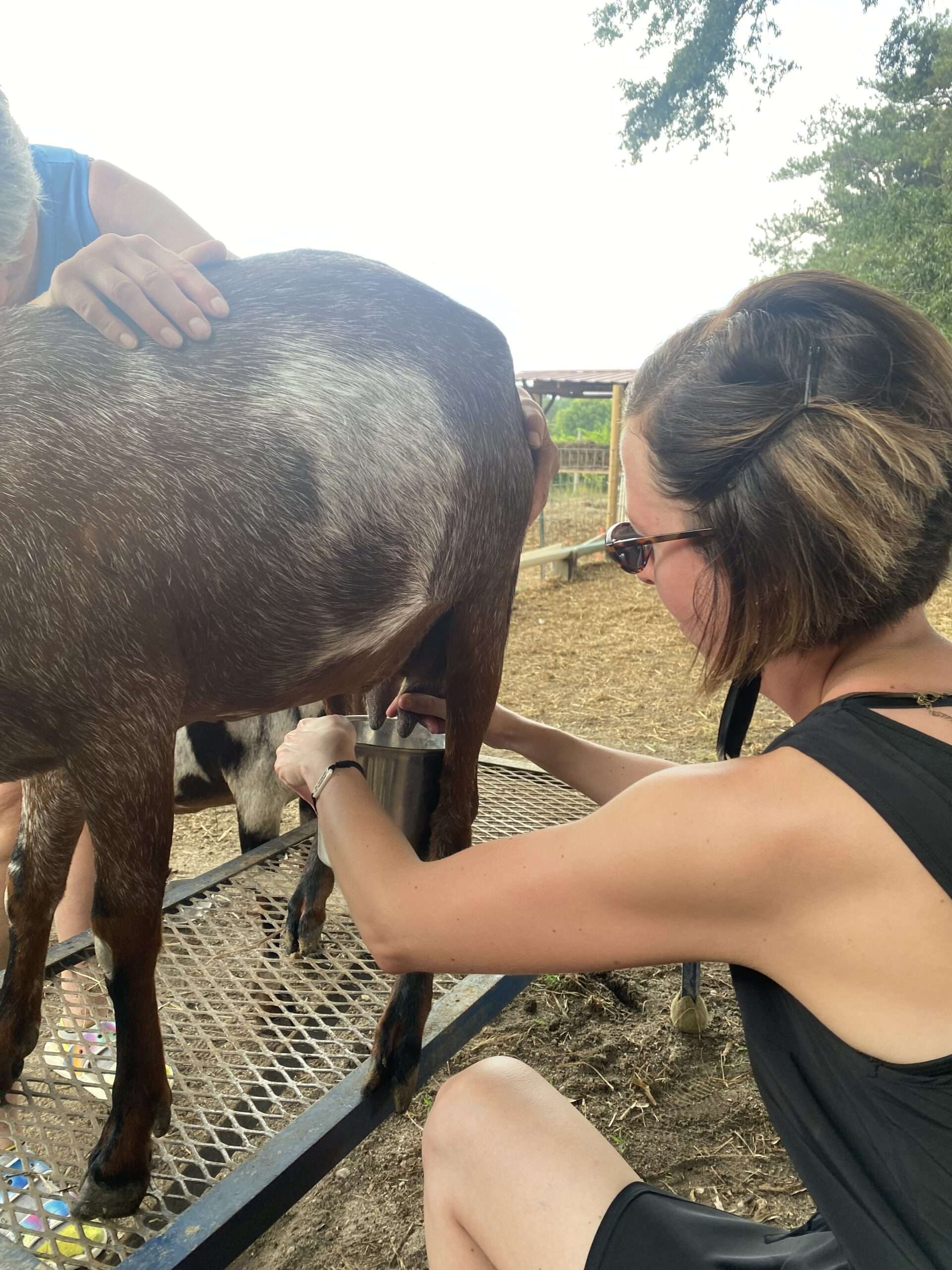 Farm Challenge at corporate outing-milk a goat